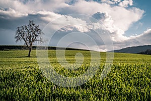 A green field at the end of the winter