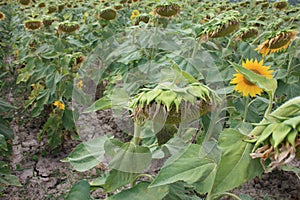 Green field of faded sunflowers turned from the opposite side