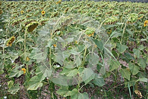 Green field of faded sunflowers turned from the opposite side