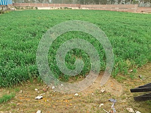 Green field farmed by indian farmers photo