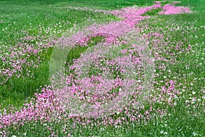 Green field filled with Ragged-Robin pink flowers