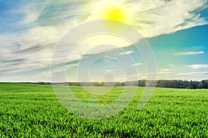 Green field, forest on the horizon and sun with white clouds on blue sky, nature landscape background