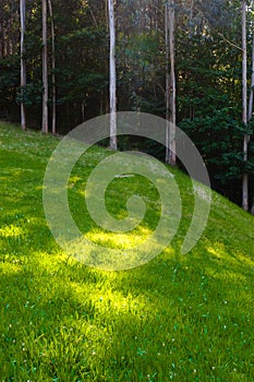 Green field and forrest