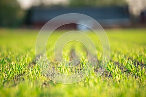 Green field full of wheat and blue sky