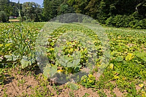 Green field full of young Pumpkin patch growing in Styria, Austria, Europe