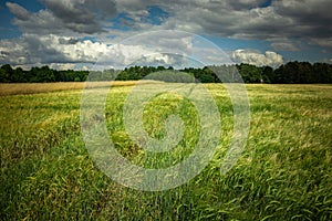 Green field of grain, forest and clouds on a sky