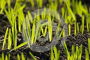 Green field grain growing