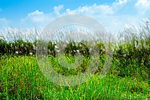 Green field and grass flower