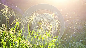 Green field grass fluffy flowering panicles bright shining sun sunny summer day