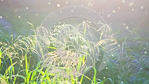 Green field grass fluffy flowering panicles bright shining sun sunny summer day