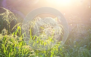 Green field grass fluffy flowering panicles bright shining sun sunny summer day