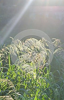 Green field grass fluffy flowering panicles bright shining sun sunny summer day