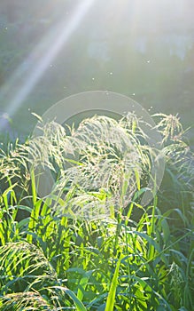 Green field grass fluffy flowering panicles bright shining sun sunny summer day