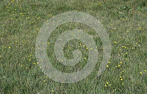 Green field of grass under the rays of the summer scorching sun with small yellow dandelions.