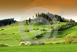 Green field and grazing sheep