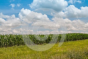 Green field of growing corn