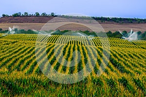 Green field with growing crop of corn sprinckled by water using