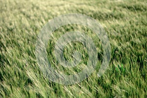 Green field with growing rye. Summer sunset