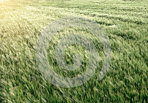 Green field with growing rye. Summer sunset