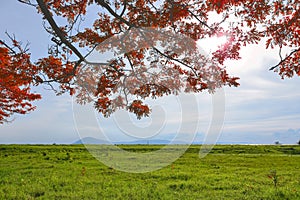 Green field and lage branches