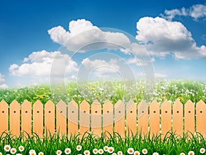 Green field landscape from backyard with daisy flowers and wooden picket fence