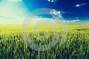 Green field landscape, barly plants over blue sky.