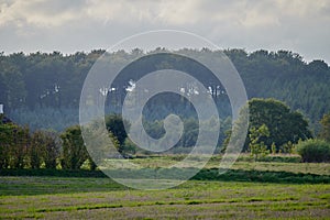 A green field landscape with forest trees on a misty morning. Beautiful nature scenery of a lush eco friendly forestry