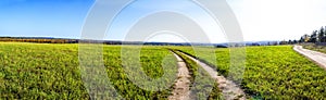 Green field landscape. Panoramic vista of spring meadow