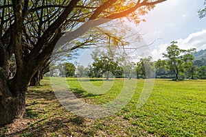 Green field and large branches trees line in sunlight.