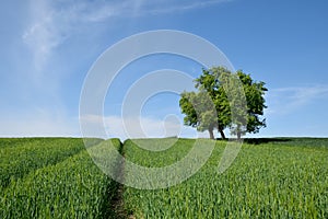 Green field with lone tree