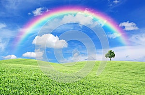 Green field with lone tree and rainbow