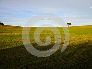 Green field, lonely tree and blue sky