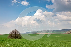 Green field and lonely tree landscape