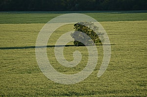 Green field. lonely tree