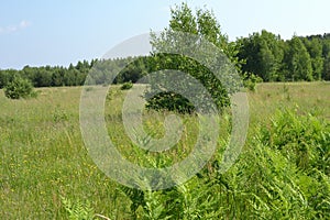 Green field with lush grass  young trees and forest in the background. Summer nature landscape