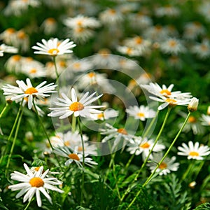 Green field with many white flowers