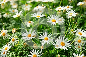 Green field with many white flowers