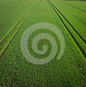 Green field in the morning