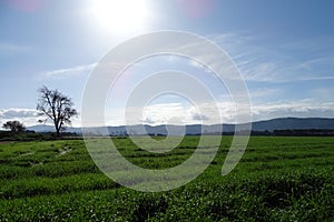 Green field in the morning landscape