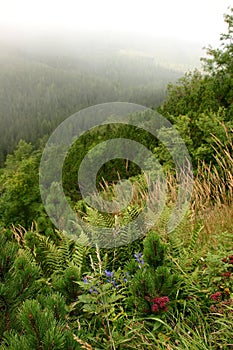 Green field in the mountains