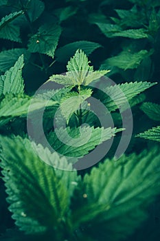 Green field of nettle close up photo