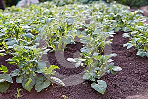 Green field of new potatoes. Close up