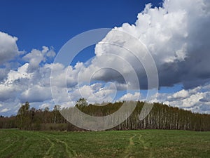 Green field next to the forest on a summer day with clouds in the blue sky