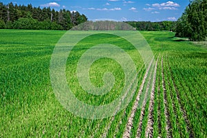 Green field og young wheat under blue sky