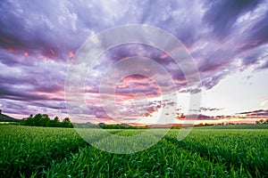 Green field overgrown with thick lush grass at a colourful sunset