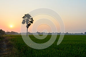 Green field with palm tree at sunrise