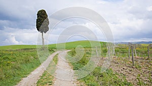 A green field and a path to the lone tree