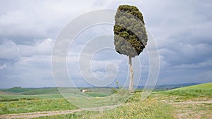 A green field and a path to the lone tree - Toskana