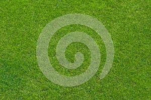 Green grass lawn, natural background
