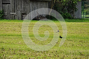 swallows on the field